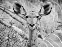 Exposición de fotografía de Pedro Queipo de Llano