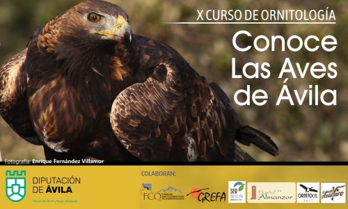 Conoce las Aves de Ávila 2024