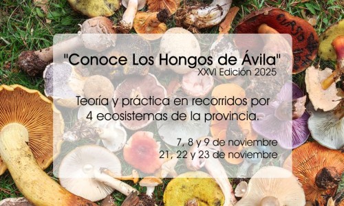 Conoce los hongos de Ávila 2025