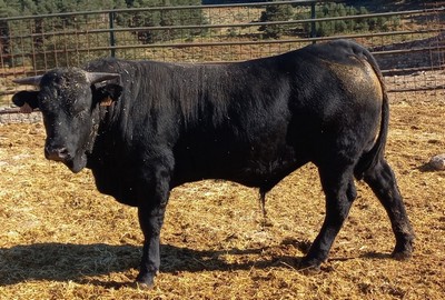 Ficha 4934: Avileña negro