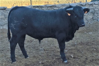 Ficha 4937: Avileña negro ibérico