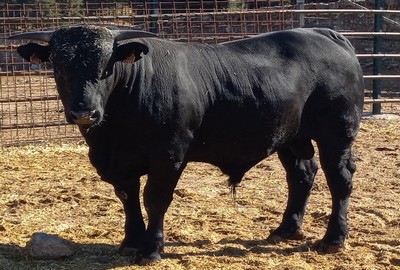 Ficha 9218: Avileña negra ibérica