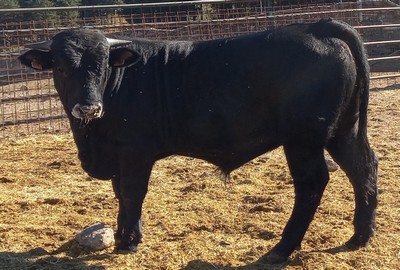 Ficha 9222: Bociblanca