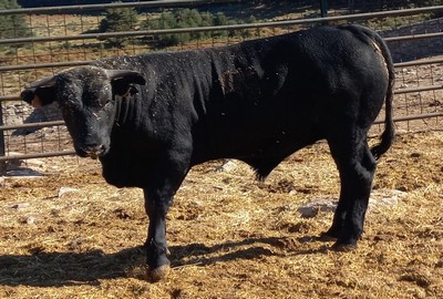 Ficha 9225: Avileña negra