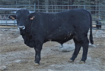 Ficha 9229: Bociblanca