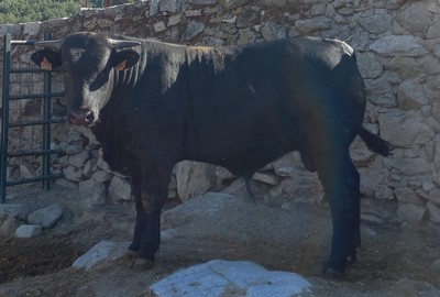 Ficha 9231: Avileña negra