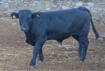 Ficha 9765: Avileña negra ibérica