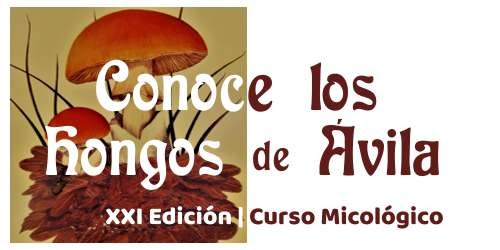 XXI Edición