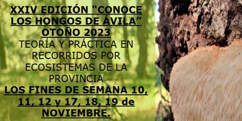 XXIV Edición: 