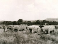 Toros de Guisando