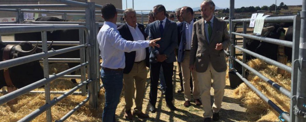La Diputación de Ávila promociona su ganadería en la Feria de Raza Avileña - Negra Ibérica