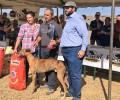 Foto de La Diputación respalda eventos deportivos como la Carrera de Regates del Club Nacional del Galgo Español celebrada en La Serrada