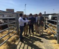 Foto de La Diputación de Ávila promociona su ganadería en la Feria de Raza Avileña - Negra Ibérica