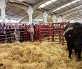 Foto de La Diputación de Ávila convoca ayudas para fomentar la celebración de ferias agrícolas, ganaderas y agroalimentarias en la provincia