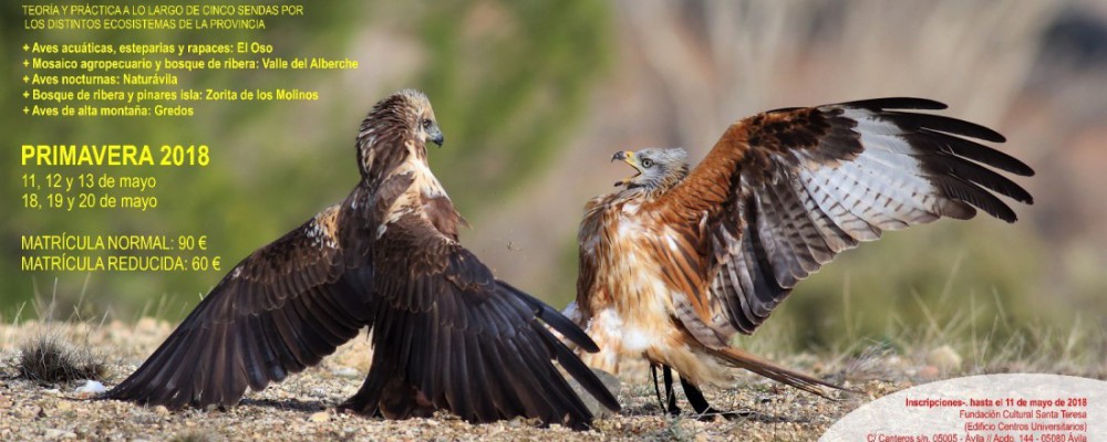 La Diputación de Ávila abre el plazo de inscripción para el curso 'Conoce las Aves', que incluirá dos sendas nocturnas