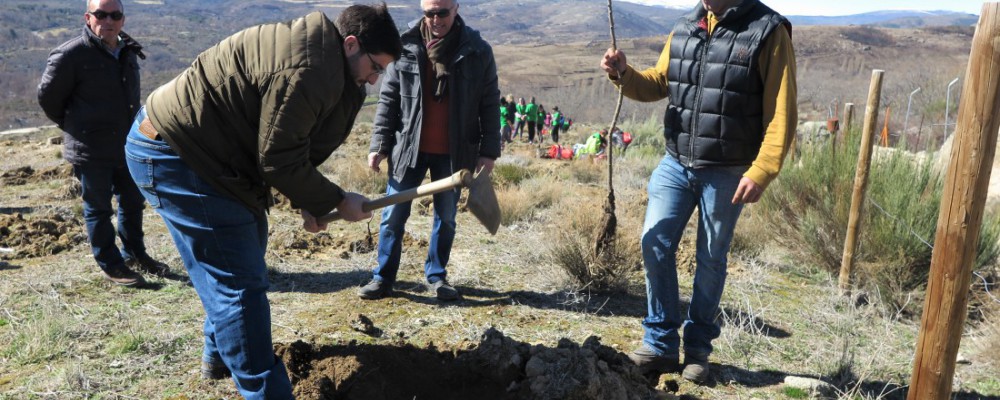 La Diputación de Ávila celebra el Día del Árbol con una plantación de medio millar de árboles en Navalosa