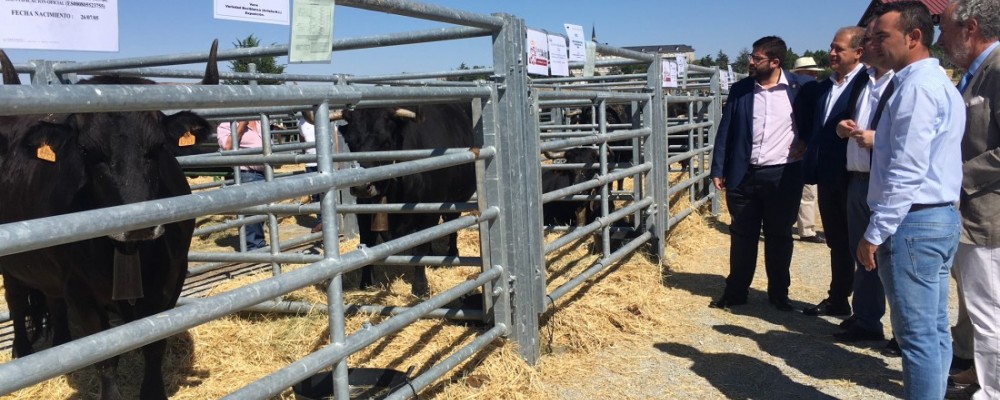 La Diputación de Ávila lleva media docena de reses de su ganadería al Concurso-Subasta Nacional de Raza Avileña-Negra Ibérica