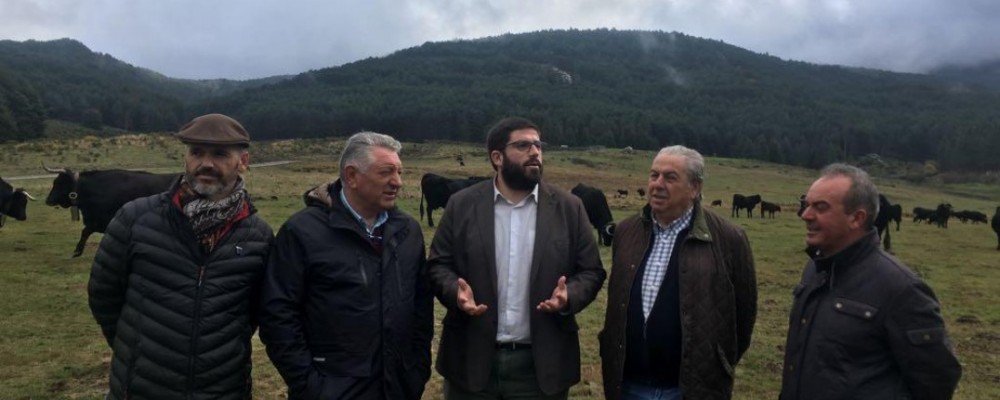 La Diputación de Ávila subraya el excelente estado de salud y bienestar de los animales de la ganadería de El Colmenar