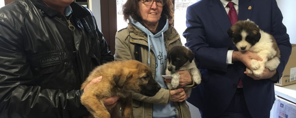 La Diputación de Ávila adoptará los mastines encontrados por la Asociación Protectora de Animales 'Huellas'