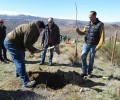 Foto de La Diputación de Ávila celebra el Día del Árbol con una plantación de medio millar de árboles en Navalosa