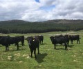 Foto de La Diputación de Ávila subastará una treintena de reses de su ganadería de raza avileña el próximo 19 de mayo