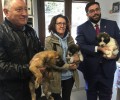 Foto de La Diputación de Ávila adoptará los mastines encontrados por la Asociación Protectora de Animales 'Huellas'