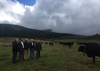 La Diputación de Ávila subraya el excelente estado de salud y bienestar de los animales de la ganadería de El Colmenar (2º Fotografía)