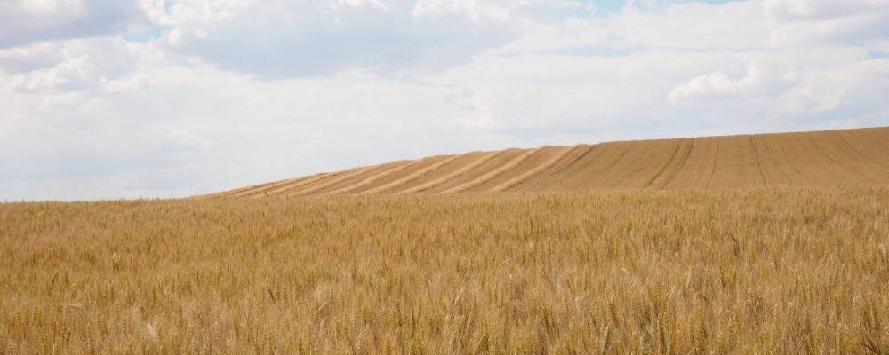 La Diputación subvenciona actividades o estudios sobre el sector agroganadero y el mundo rural abulense