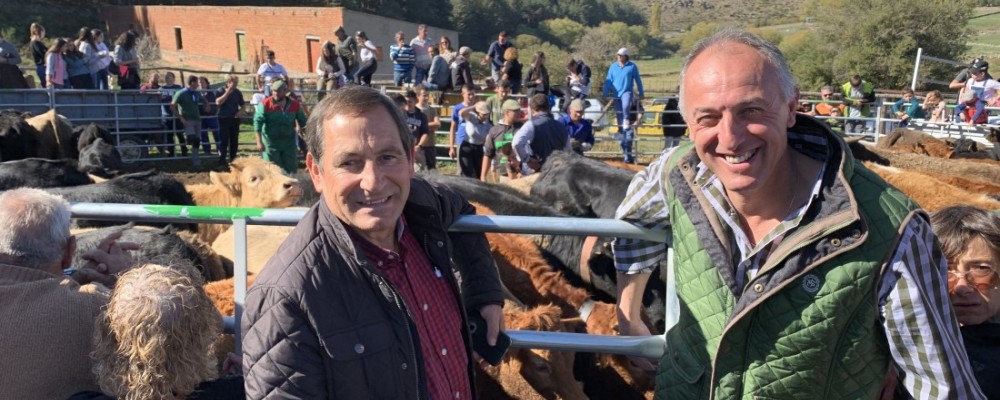 Una añoja avileña de 'El Colmenar', subastada en la VII Fiesta del Herradero Tradicional de Hoyos del Espino