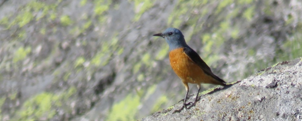 Más de veinte aficionados a las aves conocen las especies abulenses de la mano de la Diputación