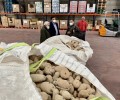 Foto de La Diputación colabora con el Banco de Alimentos gestionando la donación de 4,5 toneladas de patatas