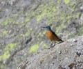 Foto de Más de veinte aficionados a las aves conocen las especies abulenses de la mano de la Diputación