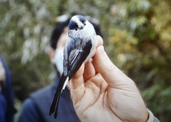 27 alumnos aprenden sobre las aves de Ávila en el curso de ornitología organizado por la Diputación (2º Fotografía)