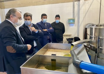 La Diputación impulsa el aceite de oliva del Tiétar con el objetivo de lograr la primera DOP de Castilla y León (2º Fotografía)