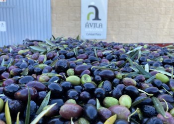 La Diputación impulsa el aceite de oliva del Tiétar con el objetivo de lograr la primera DOP de Castilla y León (4º Fotografía)