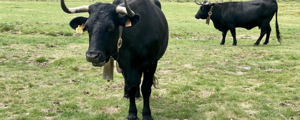 Hasta el día 30 sigue abierto el plazo para inscribirse en la subasta de Raza Avileña Negra-Ibérica