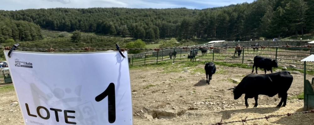 La subasta de ganado de Raza Avileña negra-Ibérica de 'El Colmenar' alcanza los 43.200 euros