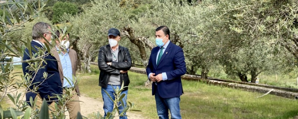 El presidente felicita a las almazaras del Tiétar reconocidas en los Premios Mezquita de aceite de oliva