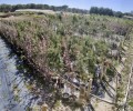 Foto de 1.500 arces para 150 ayuntamientos con motivo del Día Forestal Mundial