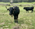 Foto de Hasta el día 30 sigue abierto el plazo para inscribirse en la subasta de Raza Avileña Negra-Ibérica