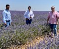 Foto de La Diputación se interesa por el modelo agroturístico del cultivo de la lavanda en Brihuega