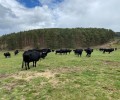 Foto de La ganadería de El Colmenar participa en la Feria Salamaq con siete reses