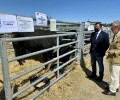 Foto de El presidente llama a colaborar con la ganadería en la inauguración del Concurso-Subasta de Raza Avileña-Negra Ibérica