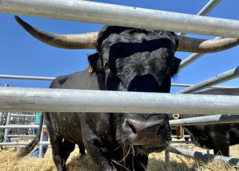 El presidente llama a colaborar con la ganadería en la inauguración del Concurso-Subasta de Raza Avileña-Negra Ibérica (2º Fotografía)