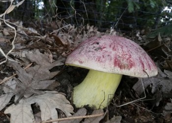 Abierto el plazo de inscripción para el curso ‘Conoce los hongos de Ávila’ (2º Fotografía)