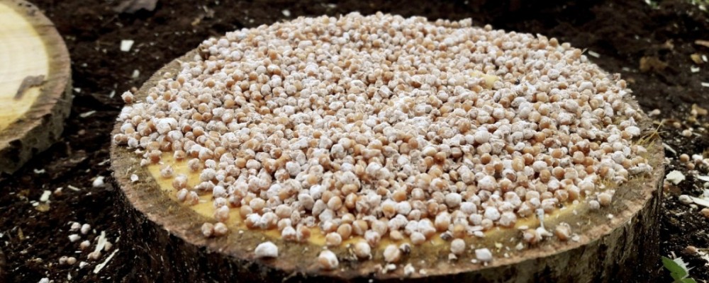 Trabajos de destoconado biológico con hongos en los chopos de los municipios abulenses