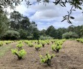 Foto de Ávila Auténtica y Alimentos de Valladolid promocionan sus productos en Peñafiel