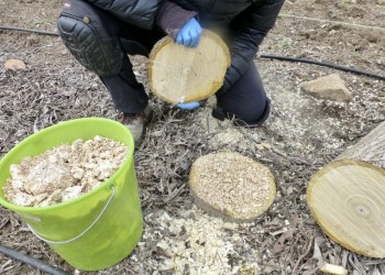 Trabajos de destoconado biológico con hongos en los chopos de los municipios abulenses (2º Fotografía)