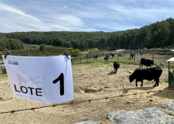 La Diputación prepara la subasta de ganado de Raza Avileña Negra-Ibérica en la finca El Colmenar (2º Fotografía)