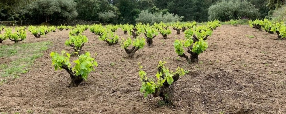 La Diputación destina 25.000 euros a impulsar vinos abulenses no amparados por la DOP Cebreros